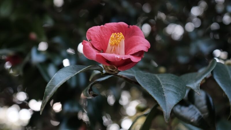 pink petaled flower