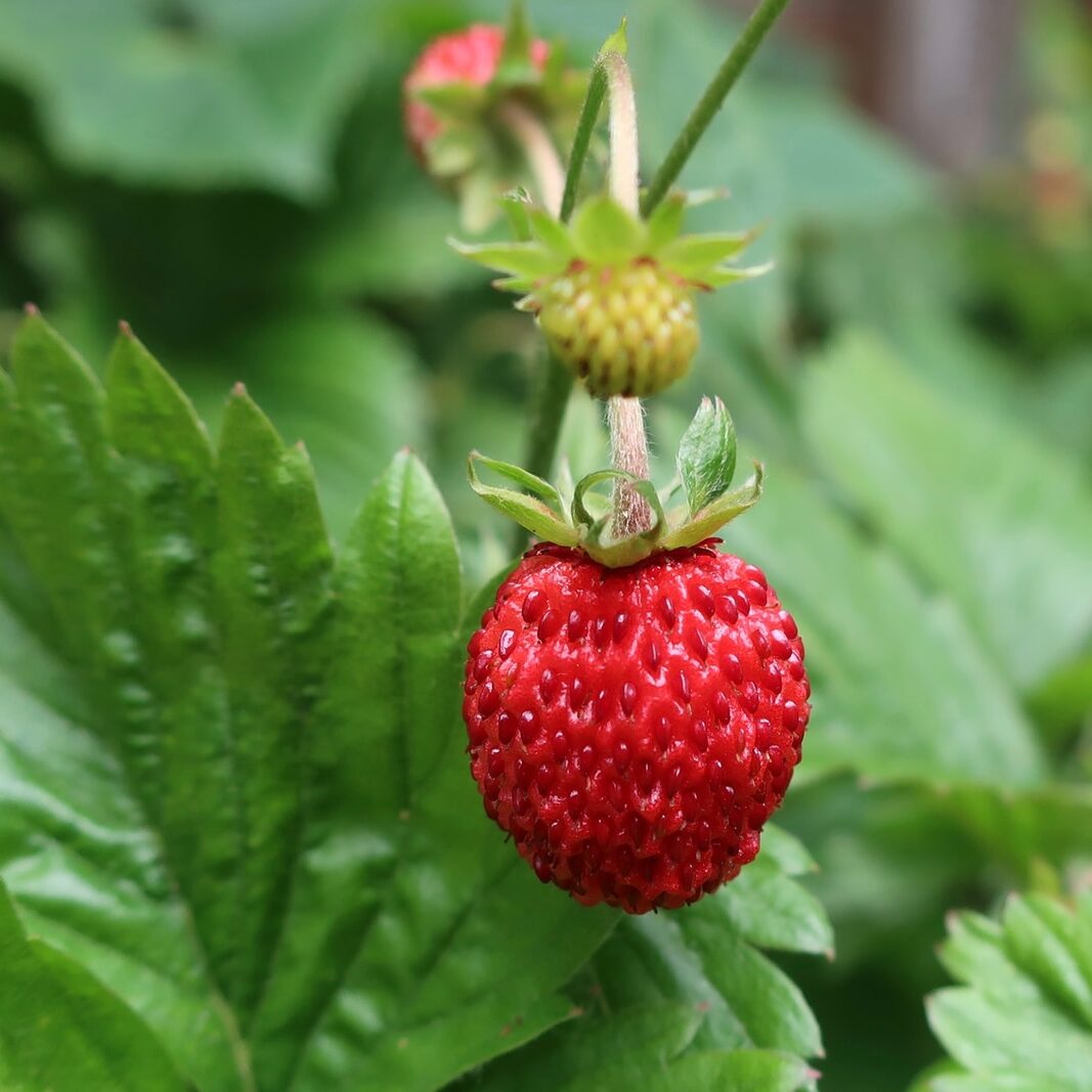 red strawberry fruit on green leaf