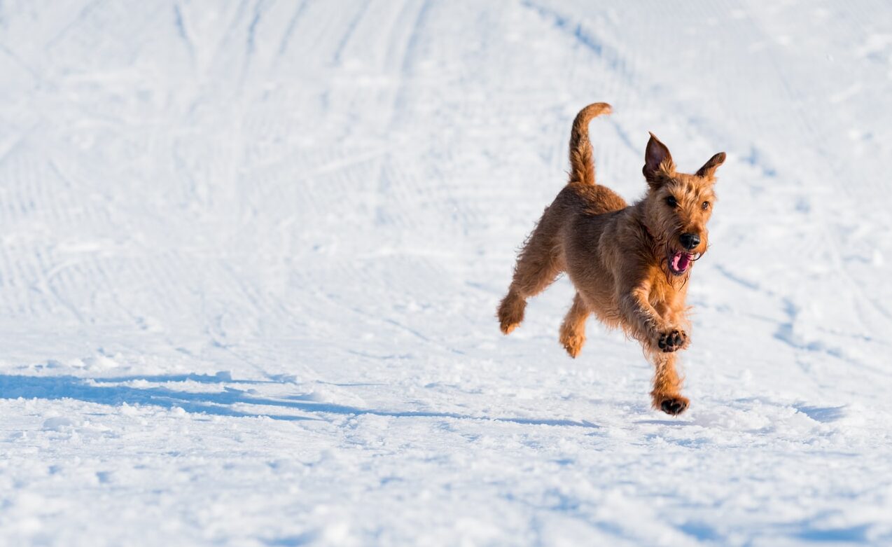 brown dog running on snowfield