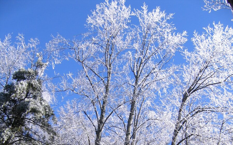 photo of snow covered trees under blue sky