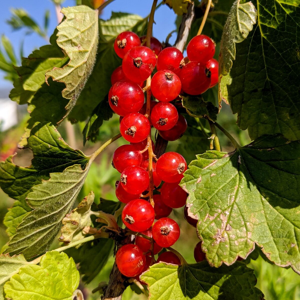 red round fruits on green leaves