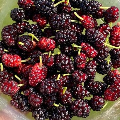 red and black round fruits in clear plastic container