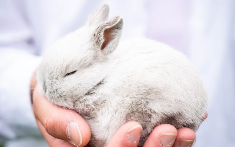 person holding white rabbit during daytime