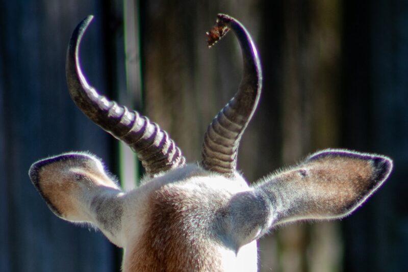 selective focus photography of brown animal