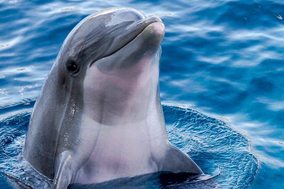 dolphin