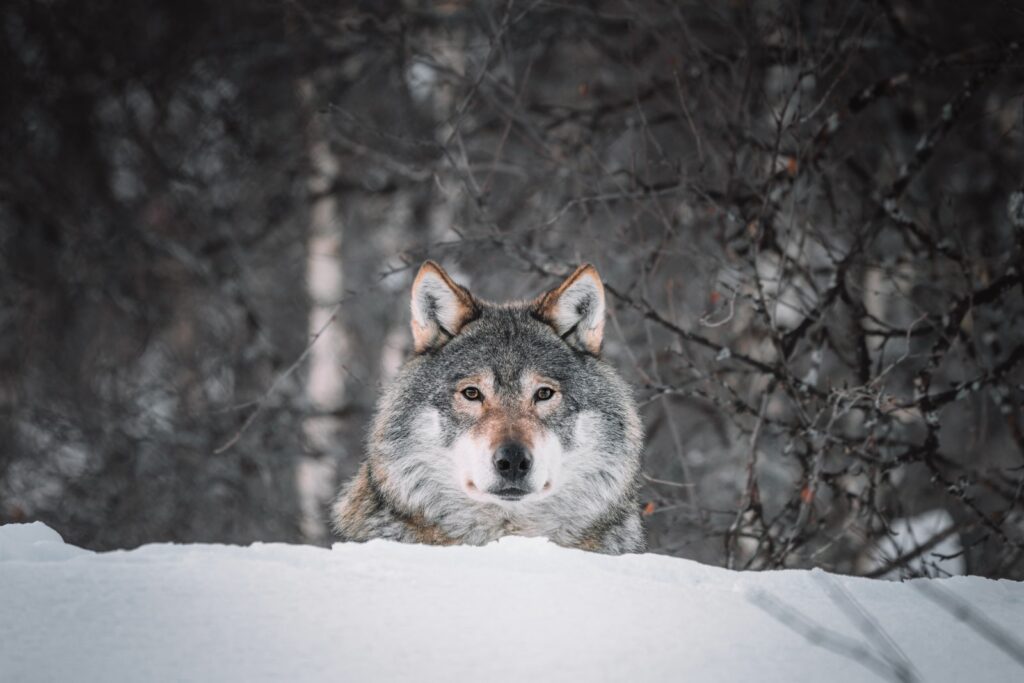 brown and black wolf on snow covered ground