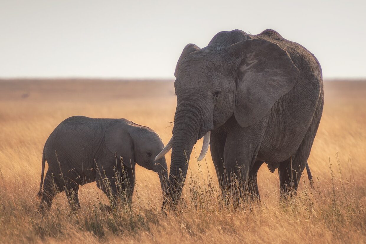 elephants standing on dried grass