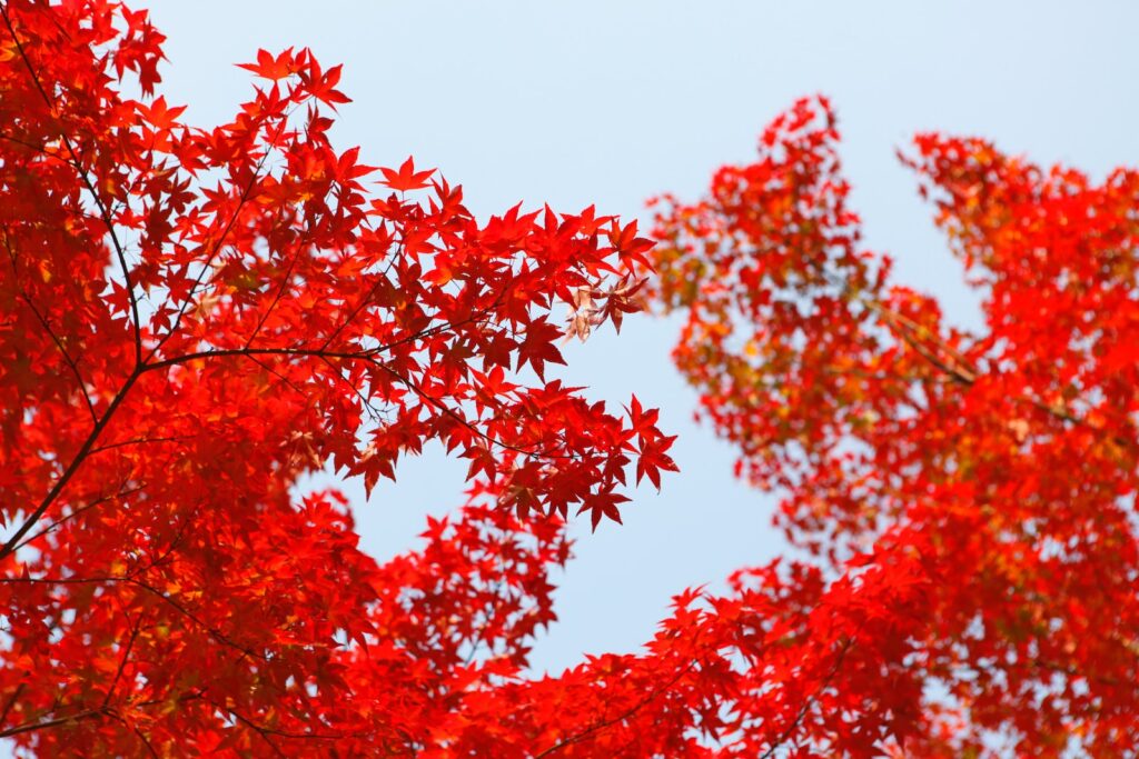 shallow focus photography of red leafed tree